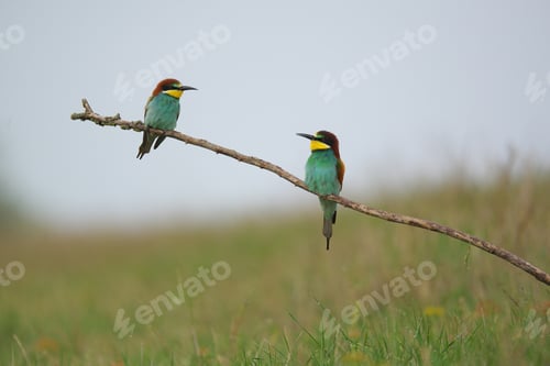 Preview: European Bee-Eater - Merops Apiaster on a branch , exotic colorful migratory bird