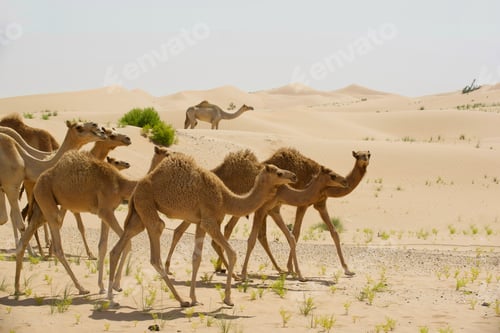 Preview: Young camels strutting together across the hot desert sand in morning sunlight with sand dunes