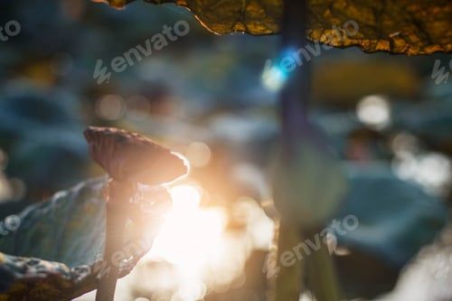 Preview: sun shines with dying of lotus