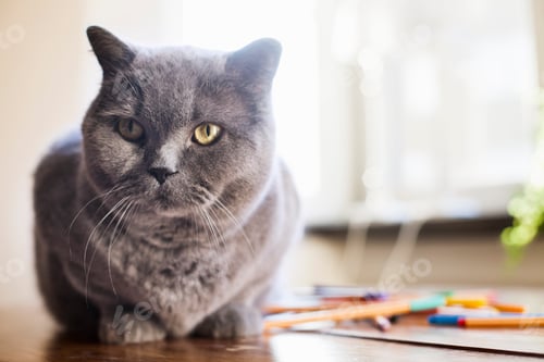 Preview: Cat sitting on wooden table