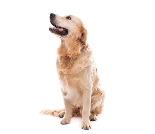 Golden Retriever Poses Sitting Upright on White Backdrop