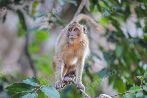 Preview: Monkey sitting on a tree