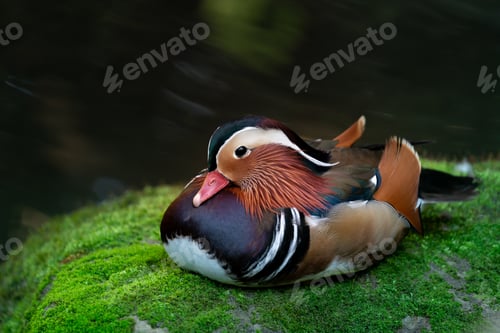 Preview: mandarin duck on mossy rock