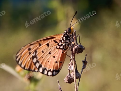Preview: Butterfly