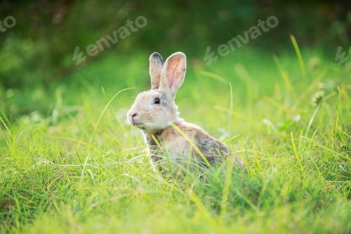Preview: Charming Little Rabbit Enjoying and playing on Green Grass.