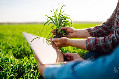 Preview: Two Farmers uses specialized app on digital tablet for checking wheat. Agriculture, ecology concept.