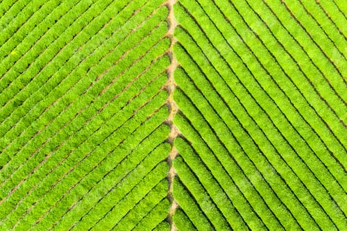 Preview: tea plantation background