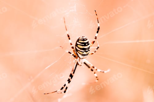 Preview: Spider waiting for prey