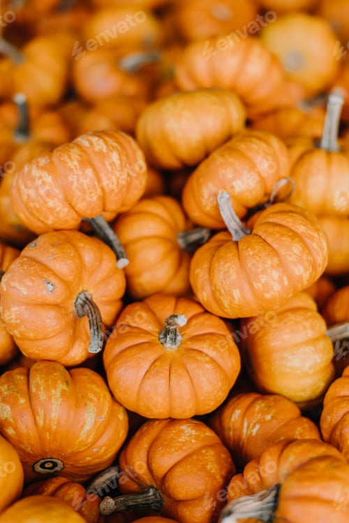 Preview: Mini pumpkins