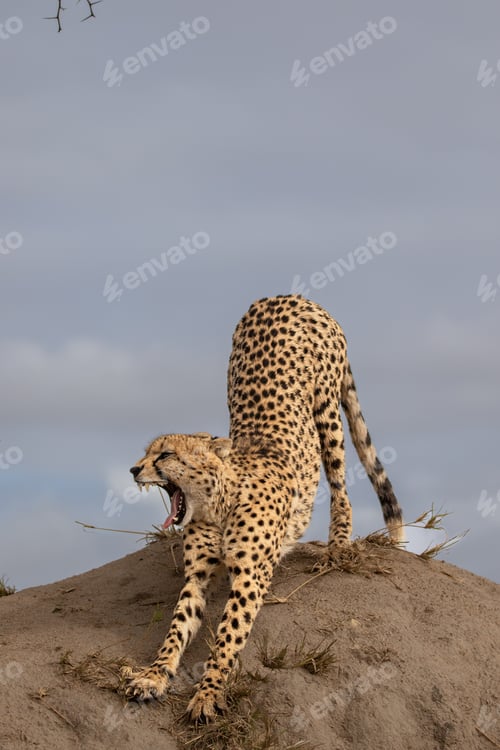 Preview: Cheetah, Acinonyx jubatus, cheetah stretching on a termite mound.