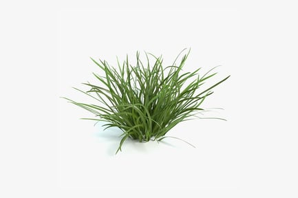 Preview: Clump of Flag Grass