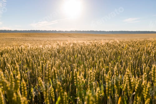 Vista previa: Wheat on the field at sunset. Global food crisis.