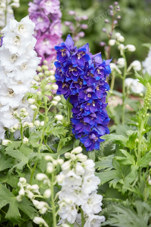 Preview: Blue and white larkspur flowers, Delphinium elatum