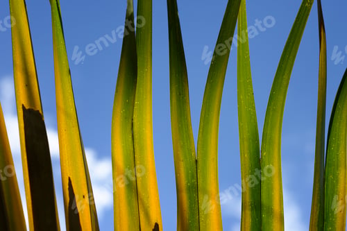 Preview: Detail of palm leaf with sun light