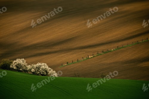 Preview: Landscape of the rural areas and the white blossomed trees in Moravia, Czech Republic