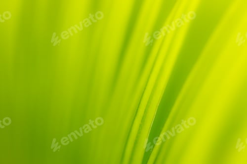 Preview: background texture green leaf structure macro photography