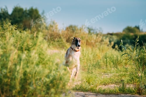 Preview: Running Adult Russian Wolfhound Hunting Sighthound Russkaya Psov