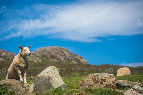 Preview: Sheep grazing in the rural Welsh landscape near Whitesands Bay