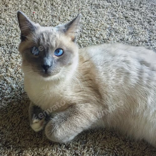 Preview: Willow. Those eyes