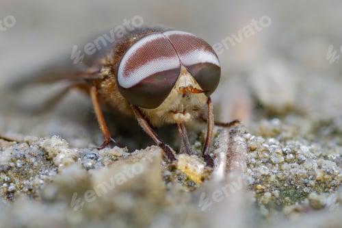 Preview: tabanus