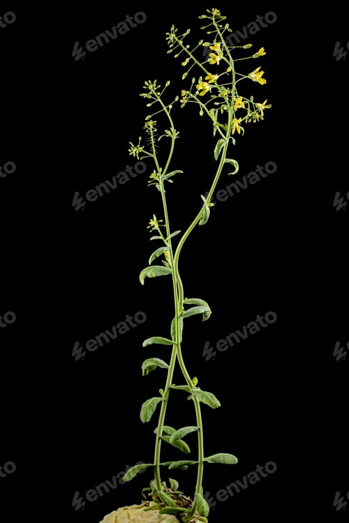 Preview: Flowering cabbage, yellow flowers of cabbage, isolated on black background