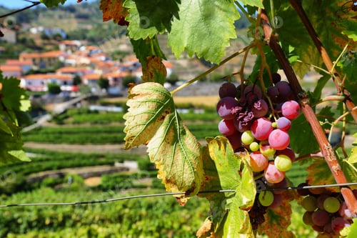 Preview: Closeup view of vineyard near Resende, Portugal