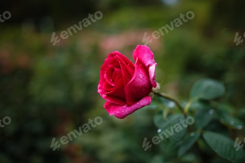 Preview: Beautiful roses in garden, roses for Valentine Day