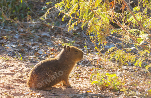Preview: Capybara