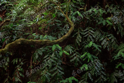 Preview: forest background, nature, leafs and bushes High quality photo