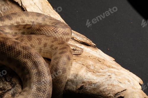 Preview: A children's python resting on a log, showcasing its vibrant scales