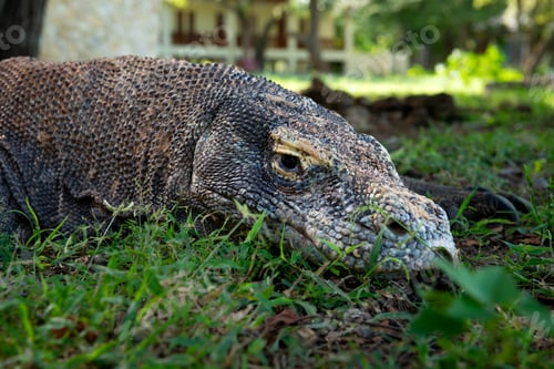Preview: Komodo or Varanus komodoensis is an animal endemic to Indonesia.