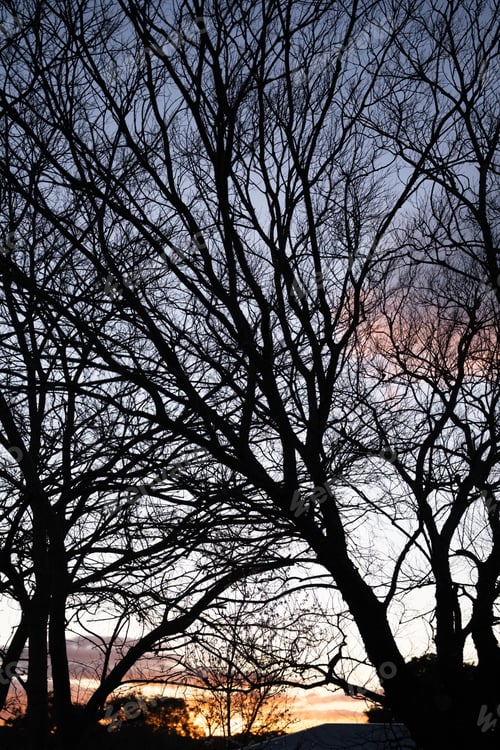 Preview: Sunset silhouettes country trees glowing sky peaceful rural landscape evening