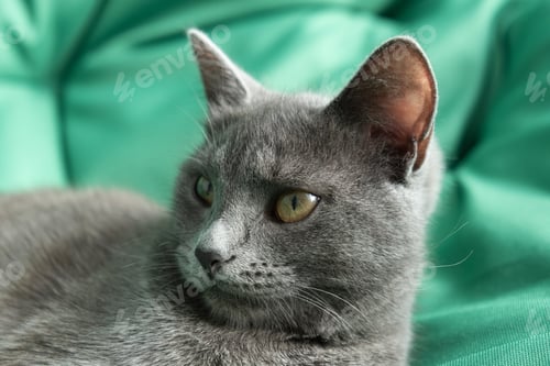 Preview: Close up portrait of gray cat with with a female hand on a green background. The hostess gently