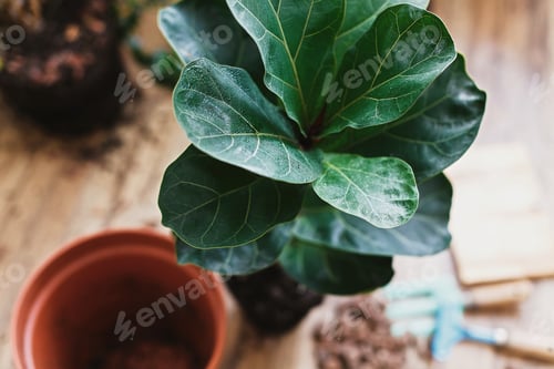 Preview: Repotting fiddle leaf fig tree in big modern pot. Ficus lyrata leaves and pot