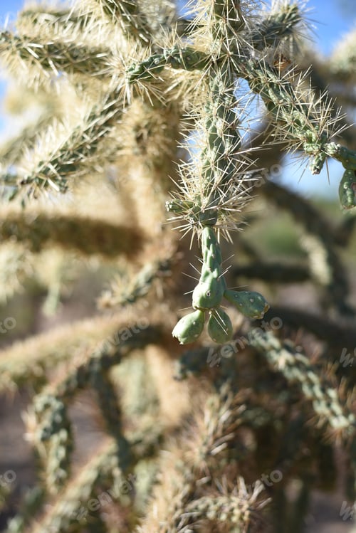 Cactus with Spines and Fruit on a Sunny Day