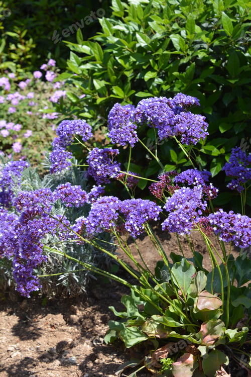 Preview: Limonium sinuatum, or Statuce, in flower