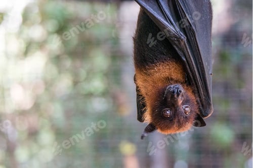 Preview: Pemba flying fox in a safari park