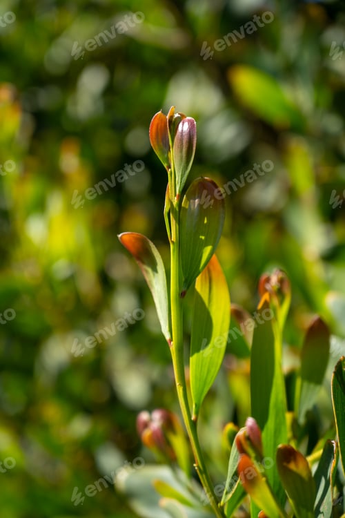 Preview: Acacia Melanoxylon