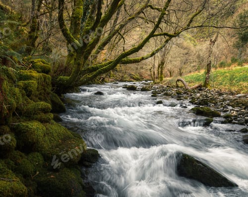 Preview: White waters and leafless mossy trees in a river in winter