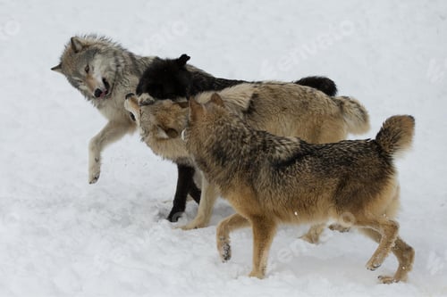 Preview: wolf, pack, togetherness, group, wilderness