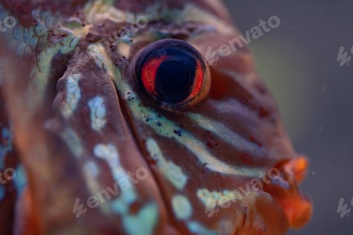 Preview: Discus Symphysodon, freshwater fish native to the Amazon River, in fishtank