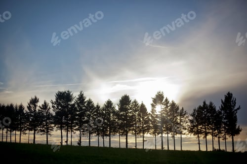 Preview: Row of trees against blue sky