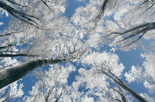 Preview: Frozen trees over blue sky background on cold winter day