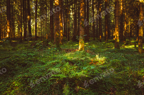 Preview: Autumn Forest with floor covered with moss