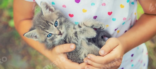 Preview: Little kittens in the hands of children. Selective focus.