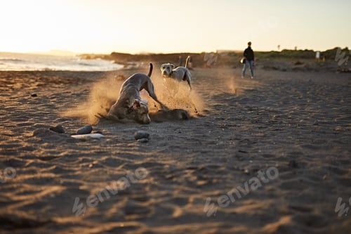 Preview: Funny dog on beach
