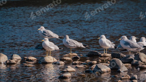 Preview: Seagulls on Rocks by a Tranquil Lake