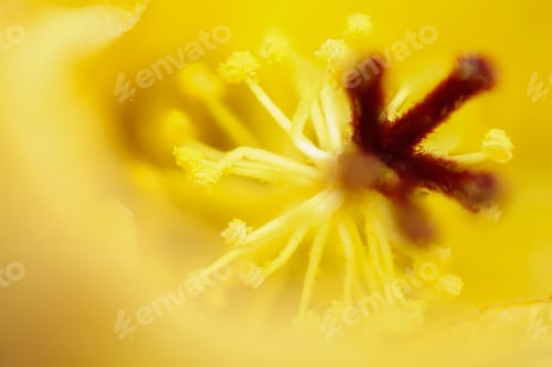 Preview: yellow background