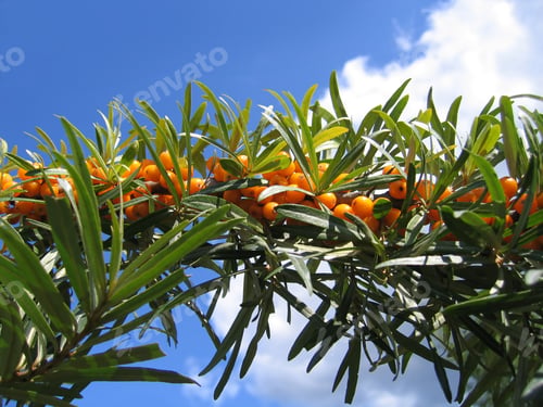 Preview: sea buckthorn berries