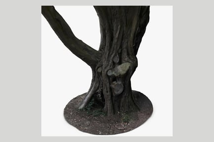 Aperçu: Tronc d'arbre forestier noueux avec écorce détaillée